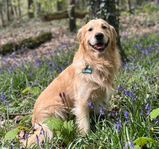 Final 32 pets selected for the 2025 Nose of Tralee competition