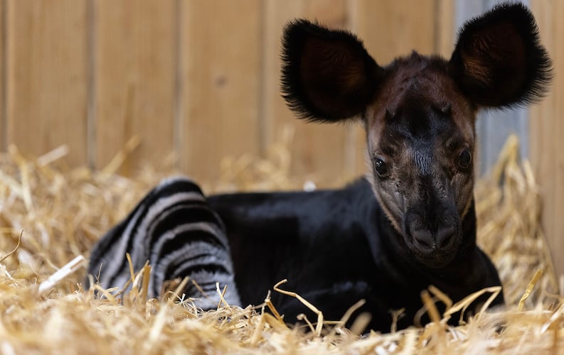 Dublin Zoo celebrates birth of rare and endangered okapi calf
