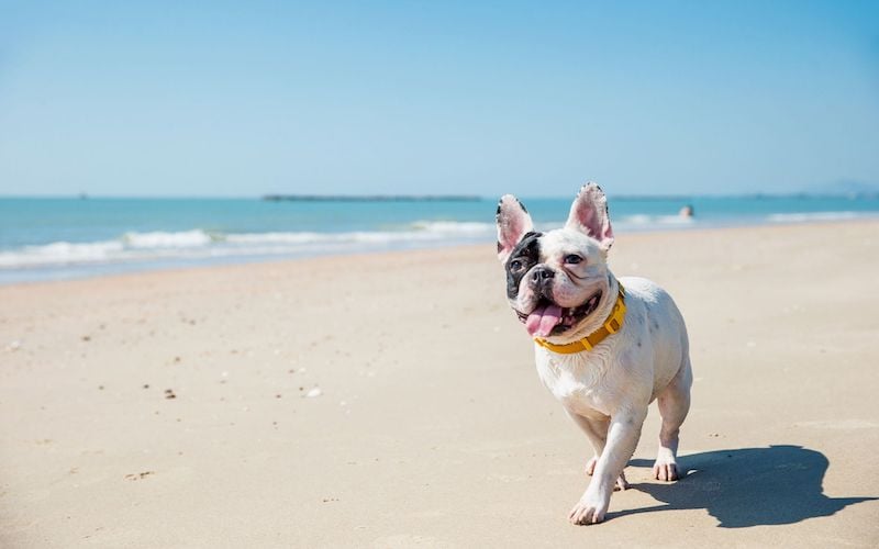 Two Irish beaches named among Europe’s most dog‑friendly