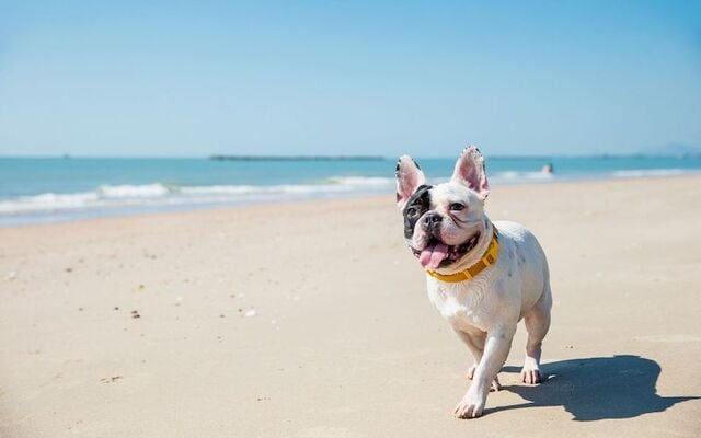 Two Irish beaches have made the top 10 list of Europe\'s best dog-friendly beaches for 2025.