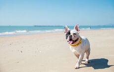 Two Irish beaches named among Europe’s most dog‑friendly
