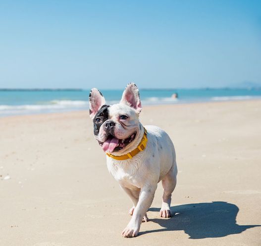 Two Irish beaches named among Europe’s most dog‑friendly