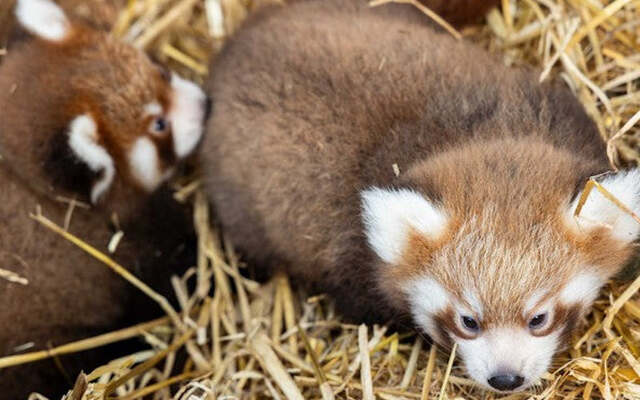 Two endangered red panda cubs were born on June 7, 2025 at Fota Wildlife Park in County Cork.