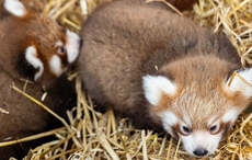 Endangered red panda cubs born at Fota Wildlife Park