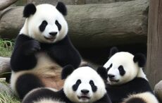 Leitrim and China unite for panda and peatland protection