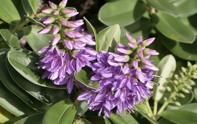 Close-up of Hedge Hebe.