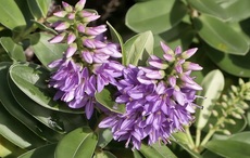 Midwinter flower hunt in Ireland reveals impact of climate change