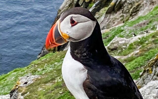 A puffin on Skellig Michael, Co Kerry.