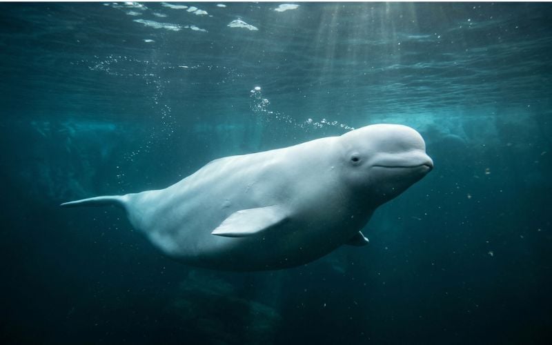Beluga whale filmed off Donegal in rare Arctic visit that scientists link to a warming ocean