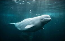 Beluga whale filmed off Donegal in rare Arctic visit that scientists link to a warming ocean