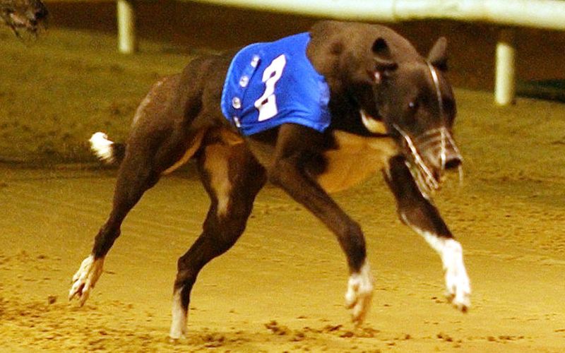 The US is moving on from greyhound racing – Ireland can do the same
