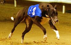 The US is moving on from greyhound racing – Ireland can do the same