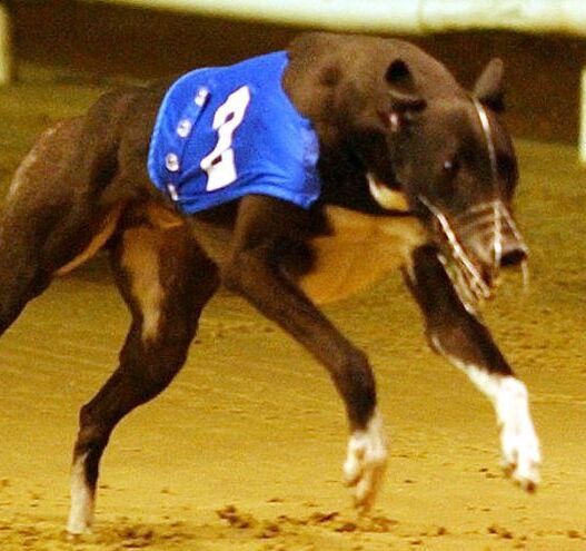 The US is moving on from greyhound racing – Ireland can do the same
