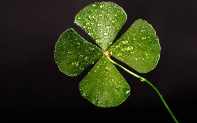 Irish lucky clover for casinos.