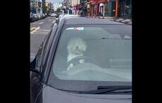 WATCH: Beeping mad! Impatient pup in Killarney goes viral
