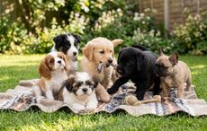 irishcentral.com - Niamh Walsh - New law to stamp out Ireland's cruel puppy farm trade