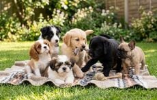 New law to stamp out Ireland’s cruel puppy farm trade