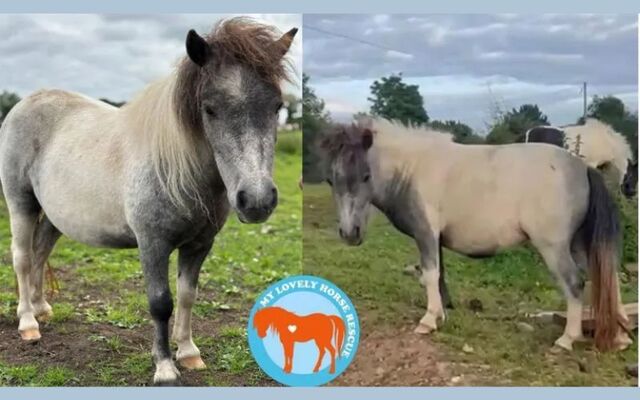 Eleanor, the beautiful horse, stolen from My Lovely Horse animal rescue, in County Kildare, this week. 
