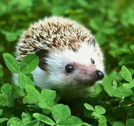 Great Big All-Ireland Hedgehog Count: How you can help a declining species