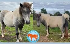 Rescuers’ joy as stolen pony is finally found after four-week search