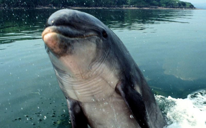 Fungie, Ireland's most famous dolphin, was a rare breed, study confirms
