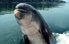 Fungie, Ireland's most famous dolphin, was a rare breed, study confirms