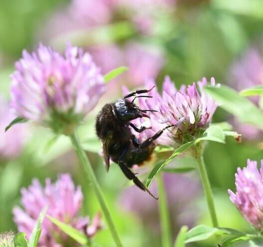 Bites and stings – Heatwave sent creepy crawlies into a frenzy as Irish report an increase in bites and stings