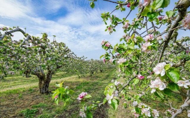  Apple blossoms at Long Meadow Cider, County Armagh.