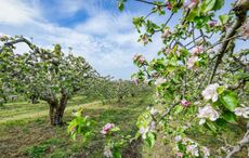 Ireland's ancient apple orchards are drawing travelers back to their Irish roots