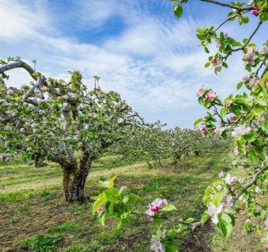 Ireland's ancient apple orchards are drawing travelers back to their Irish roots