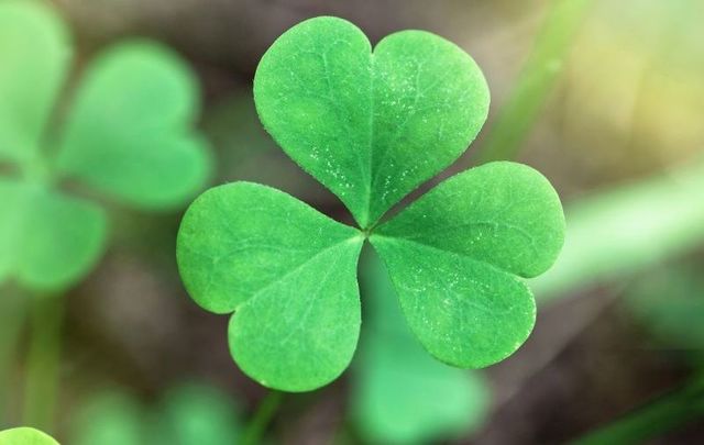Have a look at our collection of Irish blessings and proverbs, perfect St. Patrick’s Day