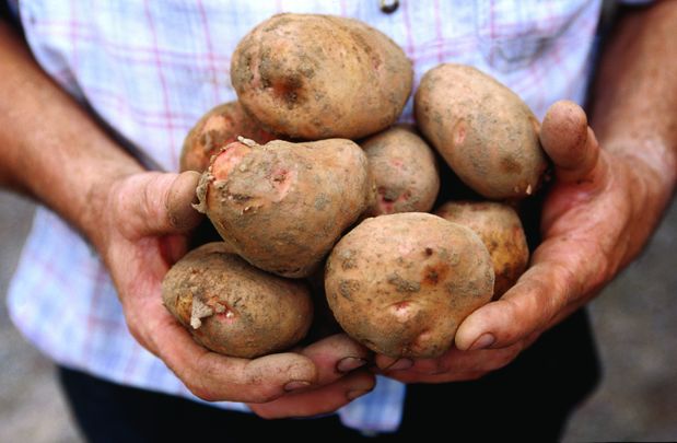 Potatoes! Ireland\'s original super food.