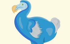 Skeleton of the extinct dodo bird found in an Irish pub