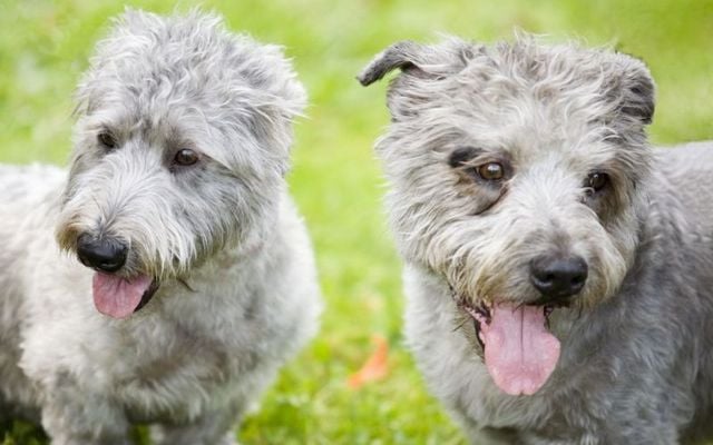 A uniquely Irish dog: Glen of Imaal Terriers.