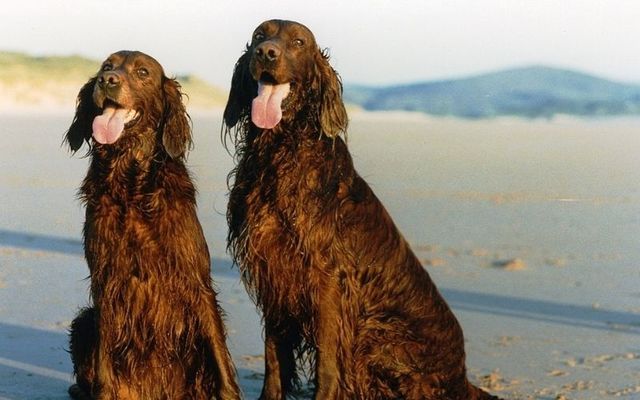 Two beautiful red setters: Animals you won’t find anywhere but the Emerald Isle.