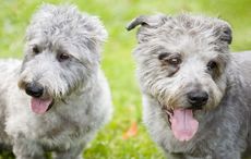 Ireland's unique and amazing animals