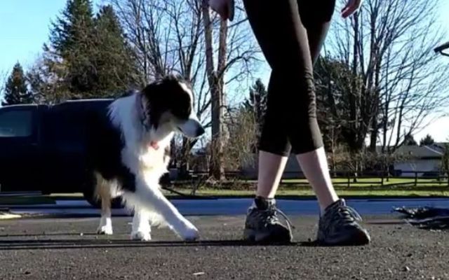 In addition to “fetch” and “sit,” Secret the Australian Shepherd learned how to Irish dance