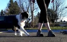 WATCH: Amazing dog learns Irish dancing from her owner