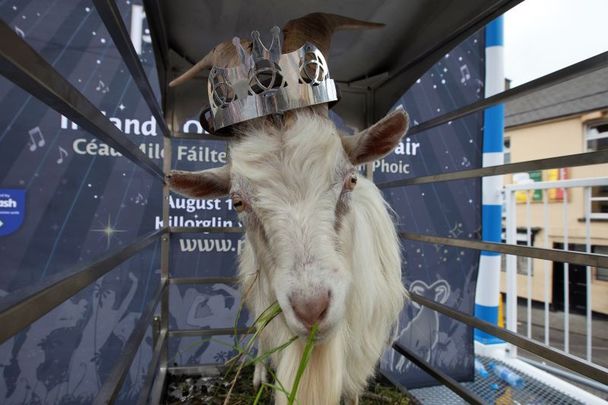 August 11, 2015: King Puck chews on some food after spending his first night perched high over Killorglin in Co Kerry.