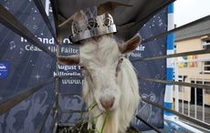 The pagan origins of Co Kerry's ancient Puck Fair