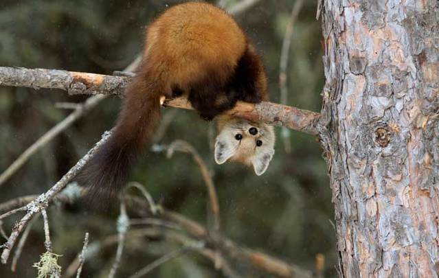 A pine marten.