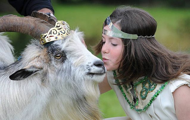 The queen kisses the king....Muireann Arthurs, Queen of Puck Fair, in 2011, coronates a wild mountain goat as King Puck at Puck Fair, Killorglin, County Kerry.