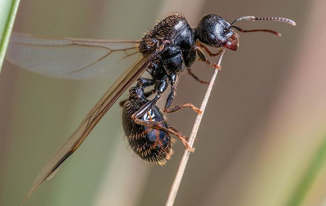Brace yourself Ireland, the flying ants are coming! Mating swarms of bugs are synchronized and coming your way!