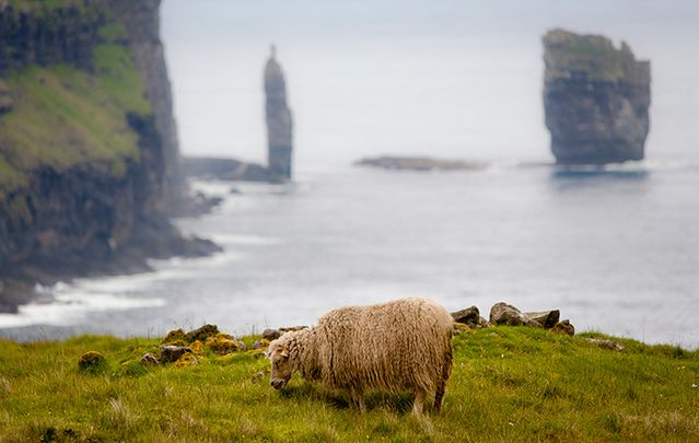 Take a look around the Faroe Islands from the perspective of their massive ovine population.