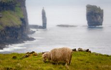 Ireland needs this: Faroe Islands sheep fitted with Google cameras (VIDEO)