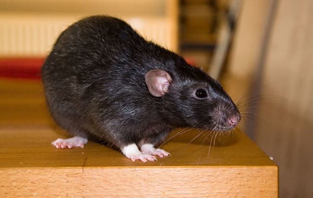 Ireland's rat population has exploded. As many as 4 out of 5 jobs for Pest controllers this season are rat-related.