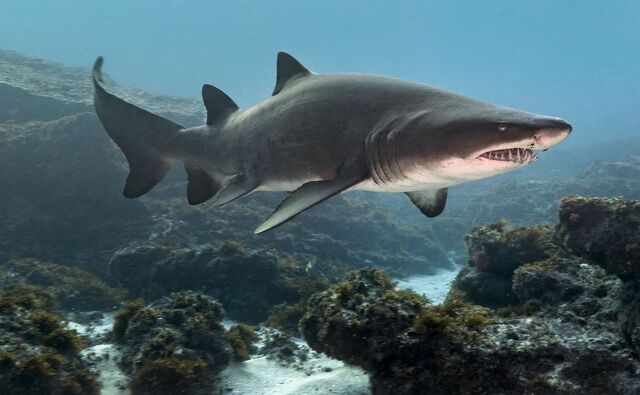 There\'s something in the water! The New Jersey shark attacks of 1916.