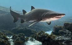 The real-life “Jaws” -  New Jersey shark attacks in 1916