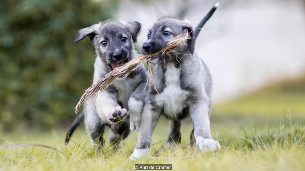 Irish wolfhound puppies official first identical twin dogs