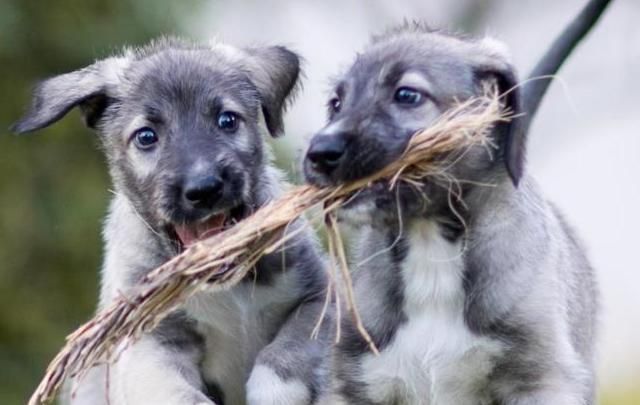 Cullen and Romulus, are identical Irish wolfhound twins. 
